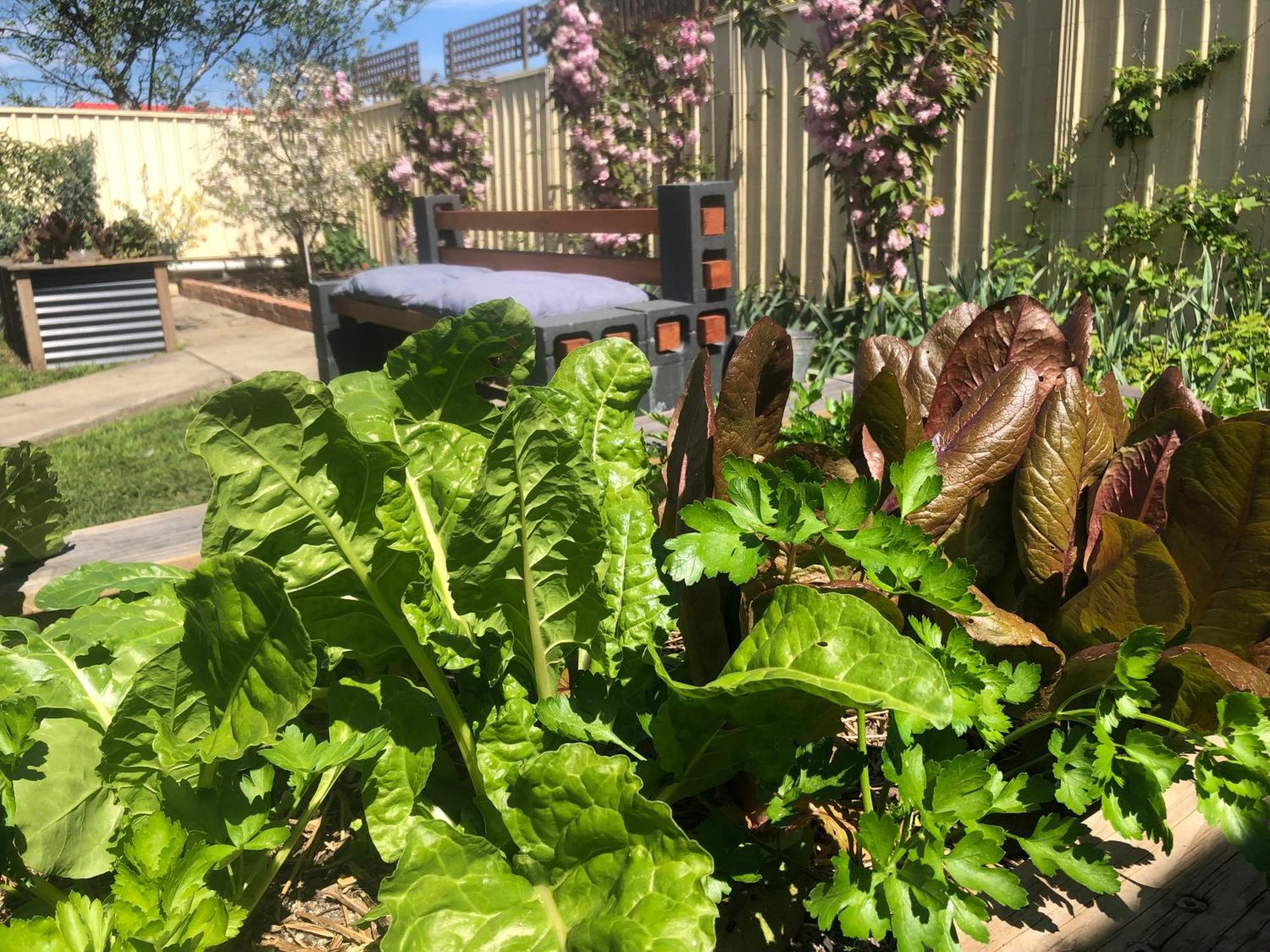 Lovely Budget Vegan Homestay Launceston Esterno foto